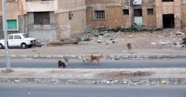 الكلاب الضالة تنهش طفلين بقرية كبريت فى السويس