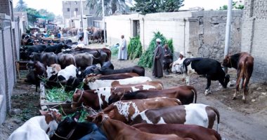 "الزراعة" تتخذ 20 إجراءً لمكافحة 5 أمراض تهدد الثروة الحيوانية..تعرف عليها