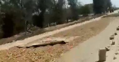 بالفيديو.. مزارعون بفترشون الطريق فى البحيرة بمحصول السودانى لتجفيفه  