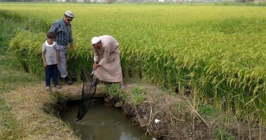 "زراعة الدقهلية" تبدأ صيد أسماك محصول الأرز من الحقول