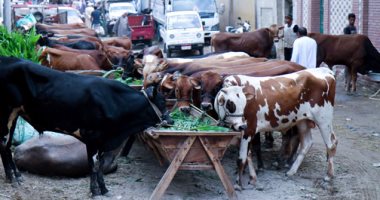 الخدمات البيطرية: استيراد 36 ألف رأس ماشية و98 ألف طن لحوم خلال شهر
