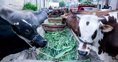 "الزراعة": وصول 38 ألف رأس من عجول التسمين لمشروع "المليون رأس ماشية"