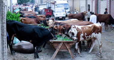  الزراعة تحصين 1.7 مليون رأس ماشية  ضد 5 أمراض وبائية  خلال شهر