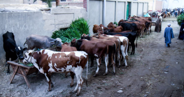 الزراعة تحصين مليون رأس ماشية ضد 5 أمراض وبائية.. والبنا يكلف بتكثيف الحملات‏
