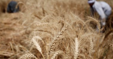تجار: مصر تشترى 240 ألف طن من القمح الروسى والرومانى