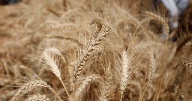 وكيل وزارة الزراعة بالدقهلية: حل مشاكل توريد القمح برفع قدرة الشون