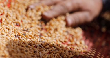 السلع التموينية تعلن عن مناقصة لاستيراد القمح من كل المناشئ