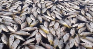 إعدام 500 كيلو أسماك نافقة بنهر النيل لمنع تسربها للأسواق بالبحيرة
