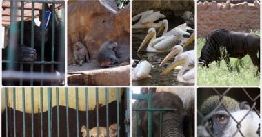 "الزراعة" تشدد إجراءات حماية حدائق الحيوان فى أعياد شم النسيم