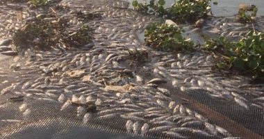 وزارة البيئة تدفن الأسماك النافقة فى الغربية باستخدام الجير الحى