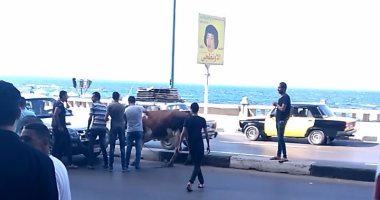 بالفيديو والصور.. عجل هارب من الذبح يعطل المرور على كورنيش الإسكندرية