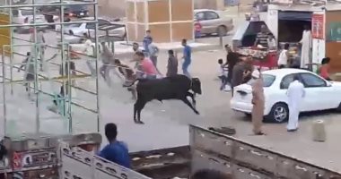 بالفيديو.. عجل يحاول الهروب فى السويس قبل ساعات من ذبحه