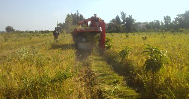 "زراعة دمياط": حصاد 70 فدانا من محصول الأرز  صنف "جيزة 87"