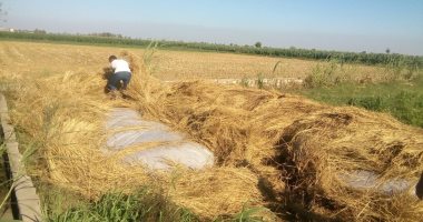 البيئة: تحويل 5 آلاف طن قش أرز إلى سماد عضوى بالغربية وكفر الشيخ