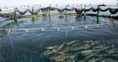 وزارة الرى تبدأ حملة كبرى لإزالة الأقفاص السمكية بنهر النيل