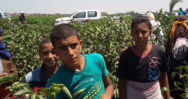 بالفيديو والصور.. أطفال بنى سويف يجمعون القطن: "مش بنتكسف من العمل"