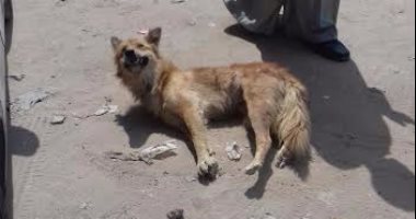قتل 550 كلبا وقطة بشوارع كفر الشيخ بمادتى "فوسفيد الزنك واستركنين"