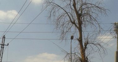 بالصور.. شجرة كبيرة مهددة بالسقوط على أسلاك الكهرباء بطريق القناطر الخيرية