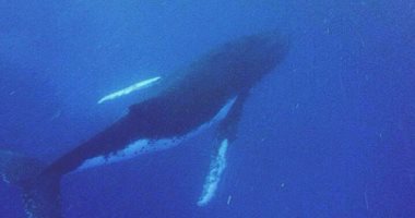 بالفيديو.."محميات البحر الأحمر": الحوت الأحدب ظهر بسبب تراجع الصيد الجائر 