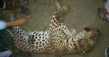 ضبط صاحب مزرعة حيوانات للتحقيق معه فى امتلاكه "نمر" قتل طفلة بالعياط