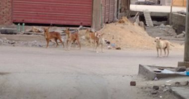 بالصور.. استغاثة بمحافظ السويس لتطهير شوارع "الهويس" من الكلاب الضالة
