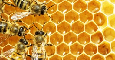 ارتفاع معدلات سرقات خلايا النحل بعد زيادة أسعار العسل فى نيوزيلندا