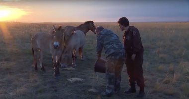 بالفيديو.. الرئيس الروسى يشاهد سلالة خيول مشهورة فى مزرعة حكومية