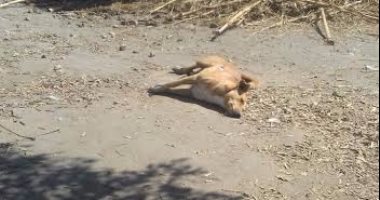 بالصور.. قتل 550 كلبا ضالا و180 قطة بشوارع ومستشفيات كفر الشيخ 