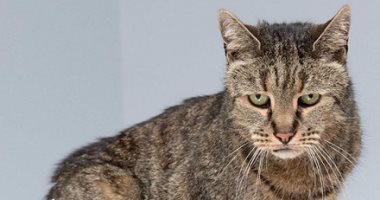 بالصور.. "كيتى العانس" أكبر قطة فى العالم عمرها 31 سنة