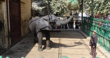 5 شروط دولية تمنع مصر من استيراد فيلة لحديقة حيوان الجيزة.. تعرف عليها