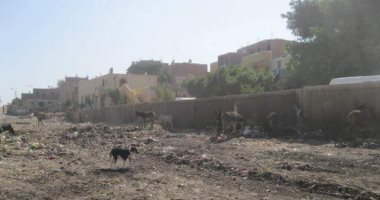 حمير وماعز بمنطقة أثرية ببنى سويف خلال زيارة وزير الآثار