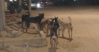 إعدام 20 كلبًا فى حملة مكبرة بالعاشر من رمضان