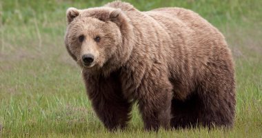 رومانيا توقف صيد الدببة البنية والذئاب والقطط البرية