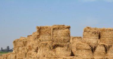 زراعة القليوبية: تجميع 1400 طن قش أرز بـ 7 مواقع ولجنة وزارية للمرور عليها