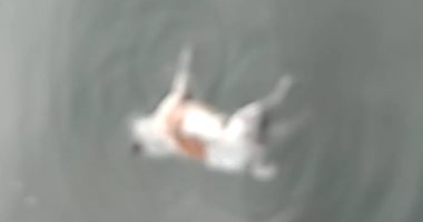 بالفيديو.. جثة كلب تطفو فوق سطح مياه النيل بالقاهرة
