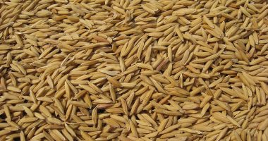 مؤسسة الحبوب السعودية تشترى 723 ألف طن من الشعير فى مناقصة عالمية