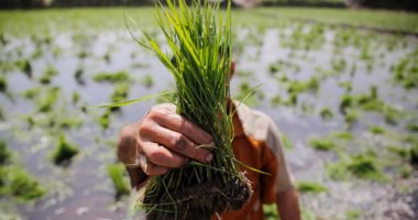 تعرف على المحافظات المسموح لها بزراعة الأرز بـ2017 والمساحة المُحددة لها
