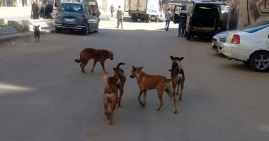 بالصور.. مواطن فى أبو قير بالإسكندرية يشتكى من انتشار الكلاب الضالة