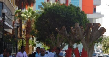 نائب محافظ القاهرة: قطع الأشجار الخطرة بالشوارع والمدارس حفاظا على الأرواح