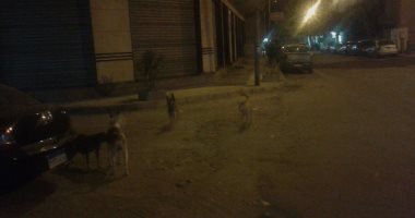 شكوى من انتشار الكلاب الضالة بمنطقة "بولكلى" بالإسكندرية