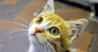 القطة "كايرو" أحدث ضحايا النفسنة على السوشيال ميديا.. الزهر لعب مع "قطة"