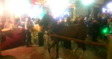 بالفيديو.. حصان "كارو" يقتحم مولد السيد البدوى ليرقص على أنغام المهرجانات