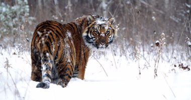 عمليات الصيد غير القانونية تهدد بانقراض النمور الجليدية فى آسيا الوسطى