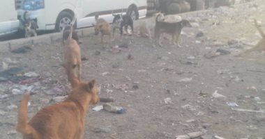 مواطن يستغيث من الكلاب الضالة فى مدينة القاهرة الجديدة