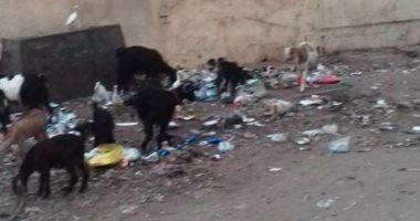 بالصور.. "الماعز والأغنام" تحتل مدرسة شنوان فى المنوفية بعد هدم الأسوار
