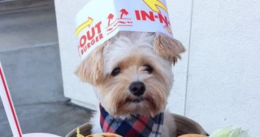 بعد التشرد.. بوباى يصبح أشهر كلب على انستجرام ويأكل فى أشهر مطاعم العالم