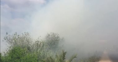 بالفيديو.. أدخنة حرق قش الأرز  تغطى سماء طريق "المحلة – طنطا" بالغربية