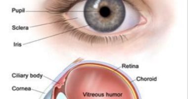 دراسة تحذر من خطورة فشل علاج شبكية العين بالخلايا الجذعية