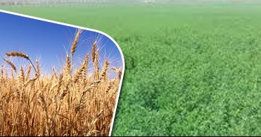 تعرف على نسب الاكتفاء الذاتي لأهم المحاصيل الاستراتيجية في مصر عام 2020.. محصول القمح يرتفع لـ41.4٪.. والخضروات 103.7%.. والفاكهة 100.6%.. ولحوم الدواجن والطـيور 98.1%.. إنفوجراف