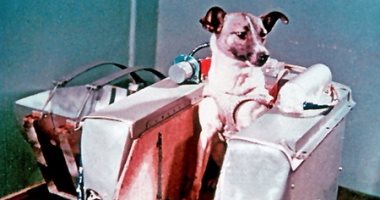 اليوم الذكرى الـ59 على إطلاق الكلبة "لايكا" للفضاء